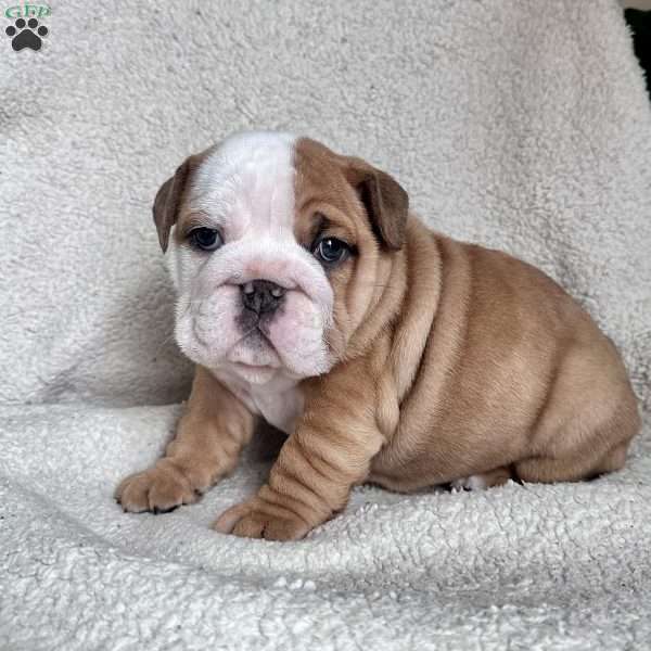 Mabel, English Bulldog Puppy
